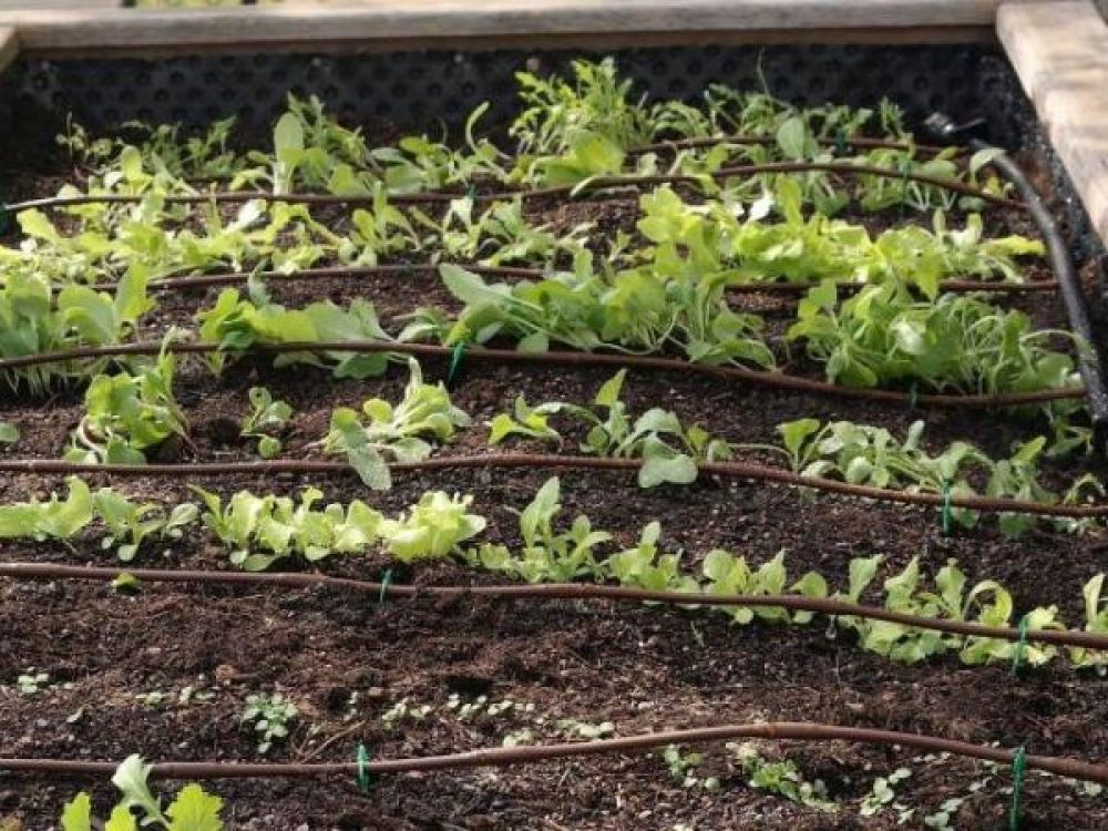 biogarten Bewässerung für Hochbeete